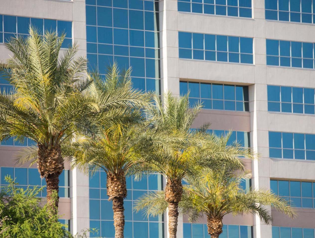 Phoenix campus with palm trees